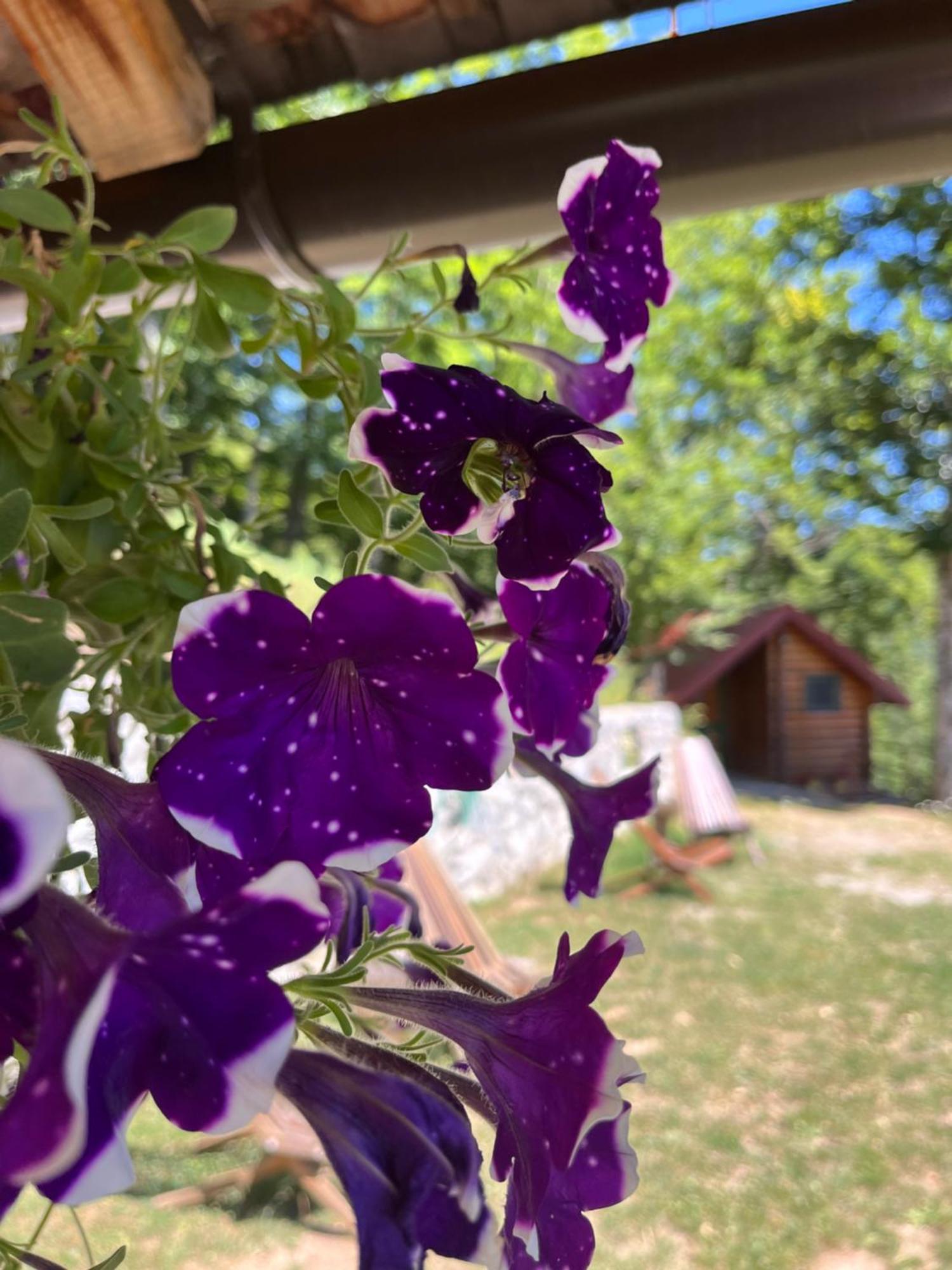 Holiday home Estate Vukadinovic Mojkovac